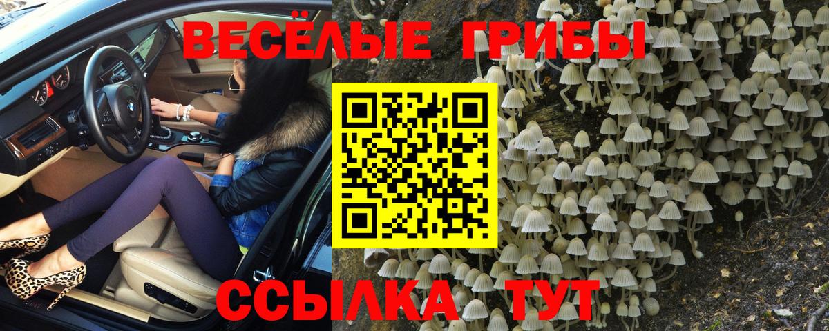 Псилоцибиновые грибы Psilocybe Коломна